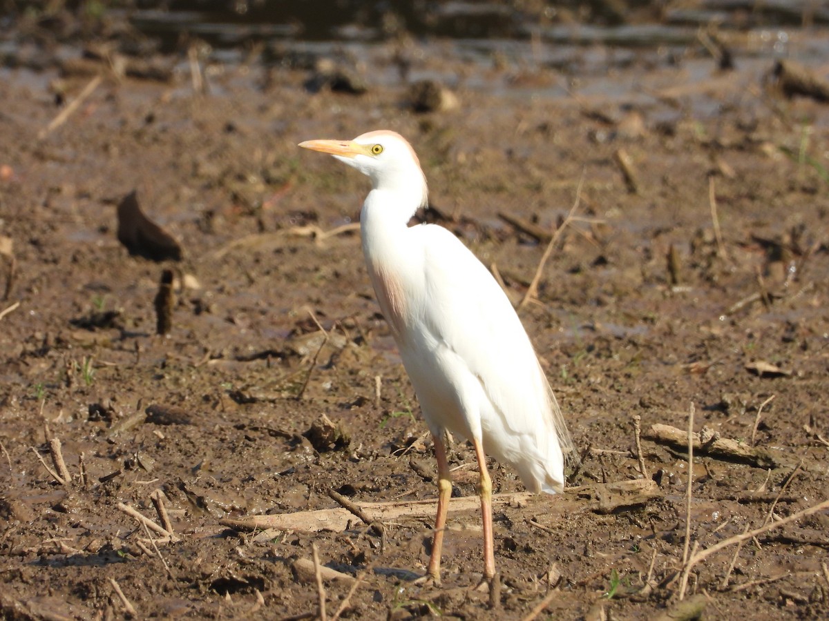 Чапля єгипетська (підвид ibis) - ML620918258