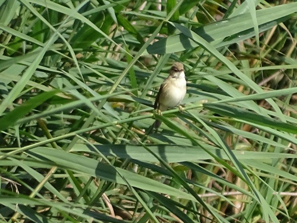 Common Reed Warbler (Common) - ML620918259