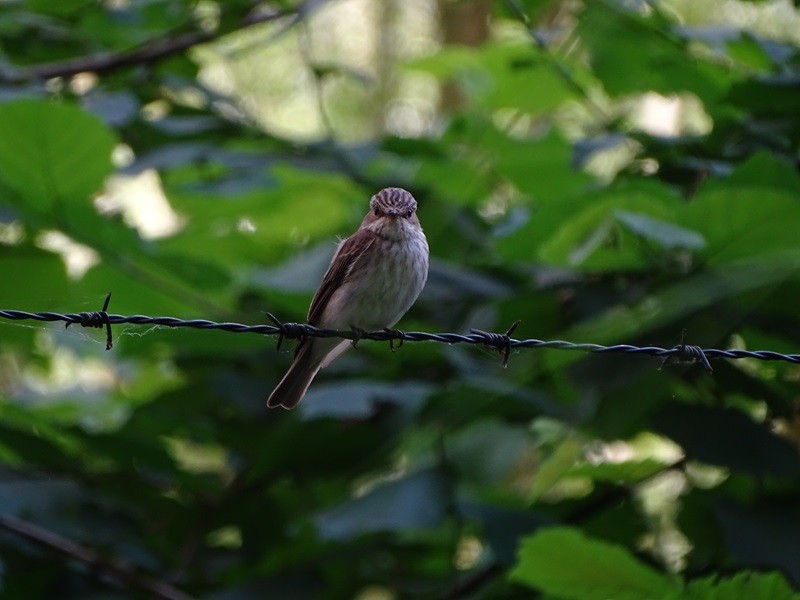 Spotted Flycatcher (Spotted) - ML620918270