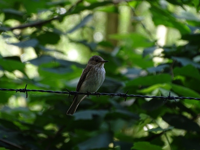 Spotted Flycatcher (Spotted) - ML620918271