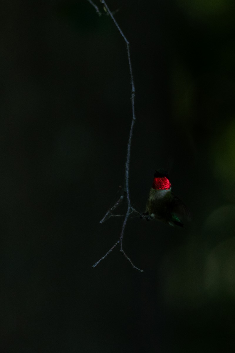 Ruby-throated Hummingbird - ML620918284