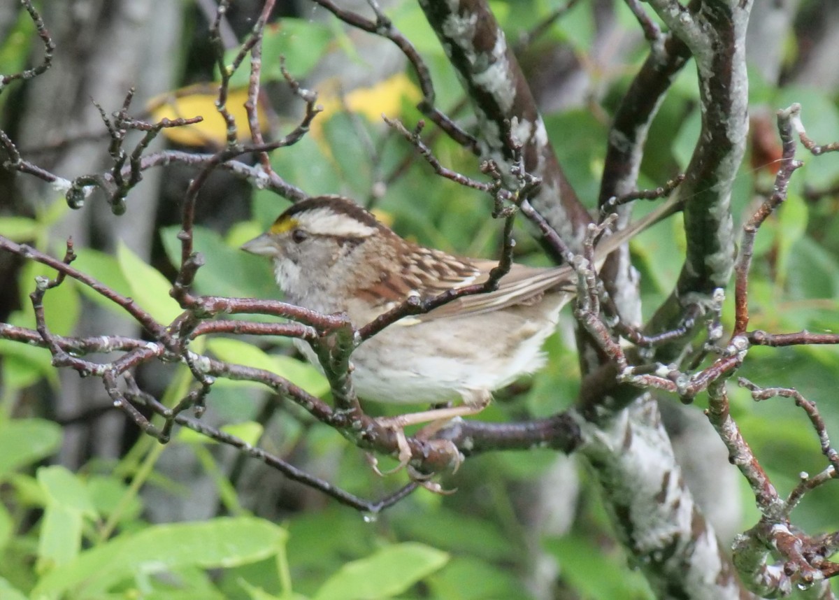 White-throated Sparrow - ML620918298