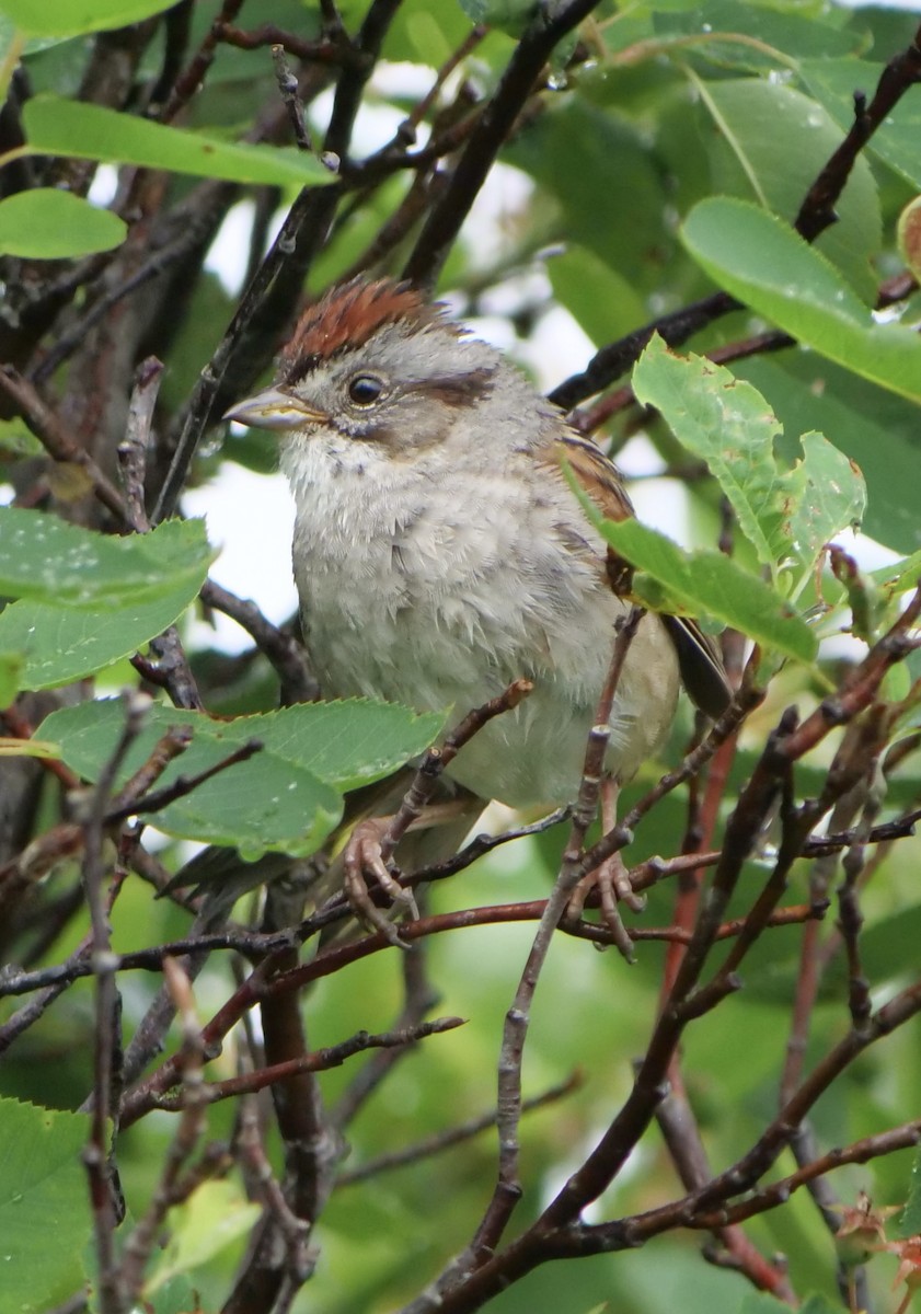 Swamp Sparrow - ML620918302