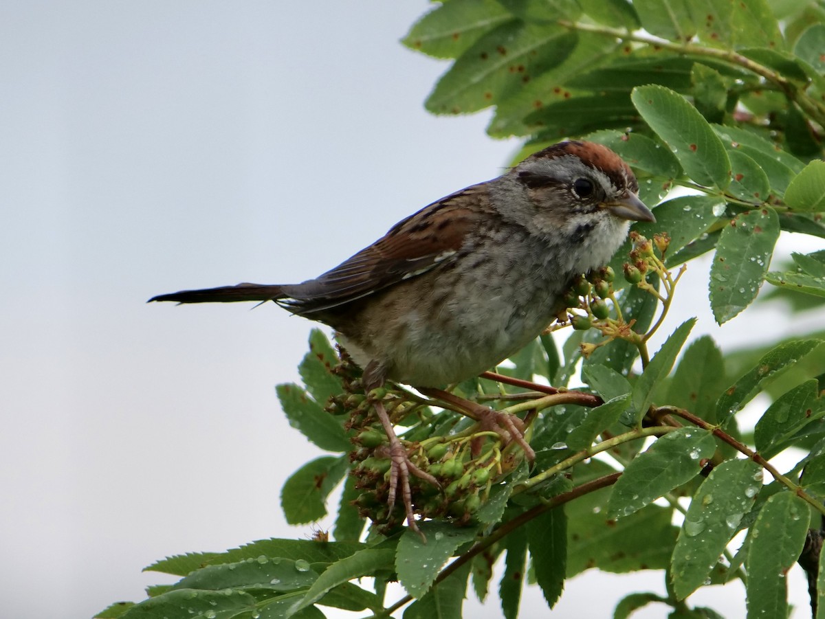 Swamp Sparrow - ML620918303