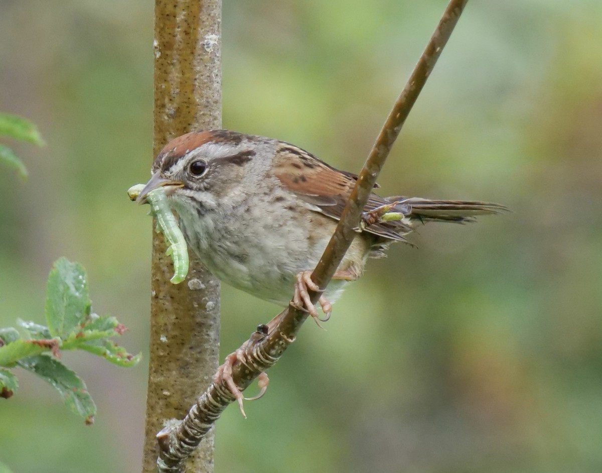 Swamp Sparrow - ML620918336