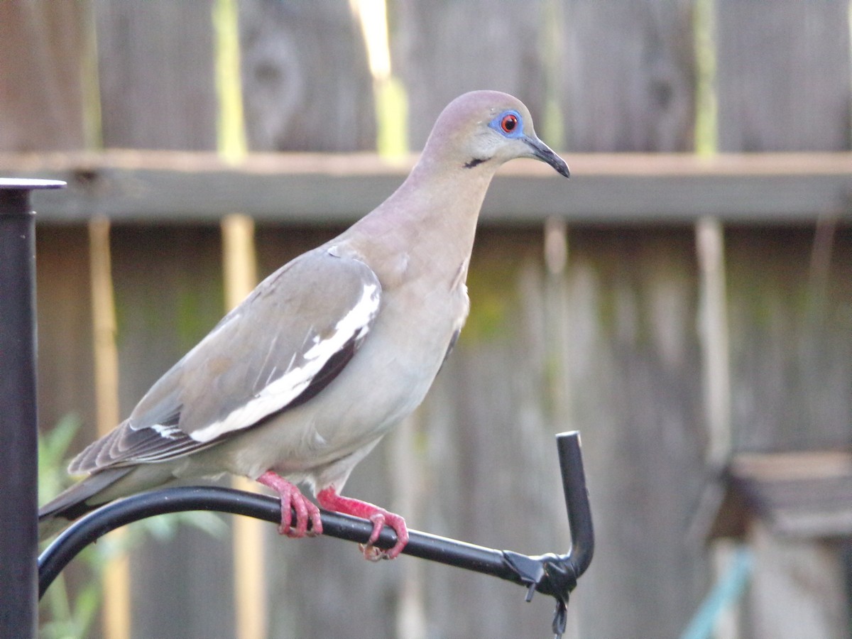 White-winged Dove - ML620918377