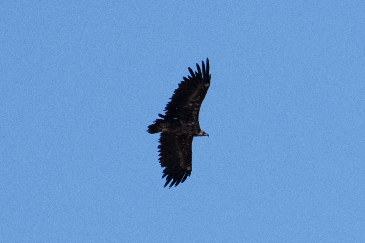 Cinereous Vulture - ML620918385