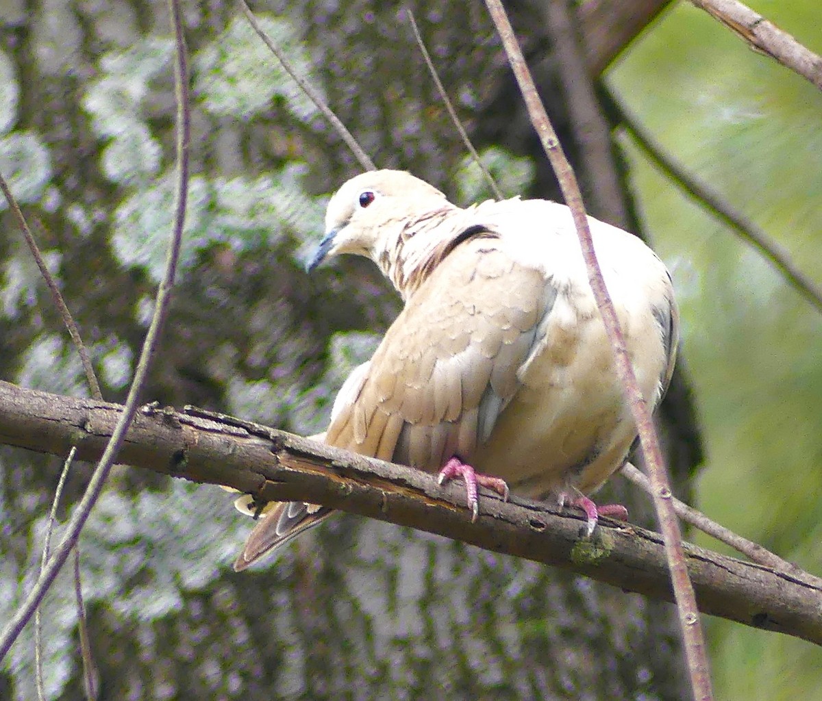 Eurasian Collared-Dove - ML620918389