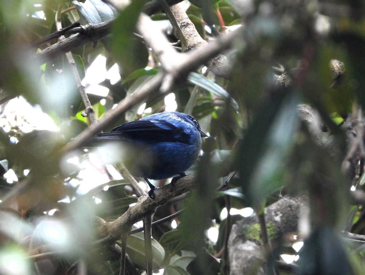 Blue-and-black Tanager - ML620918399