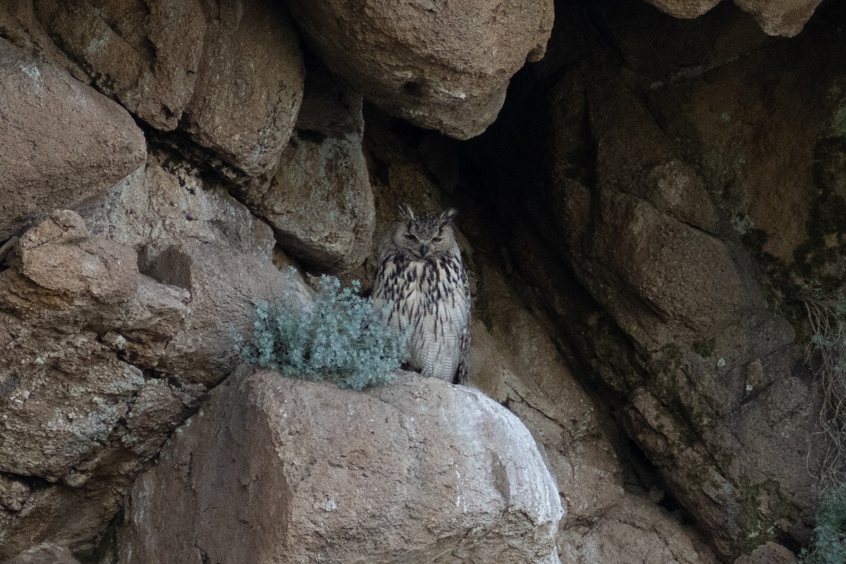 Eurasian Eagle-Owl - ML620918433