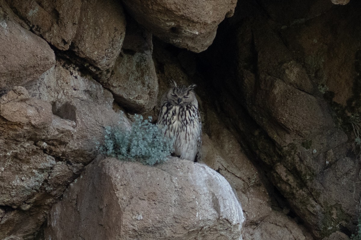 Eurasian Eagle-Owl - ML620918434
