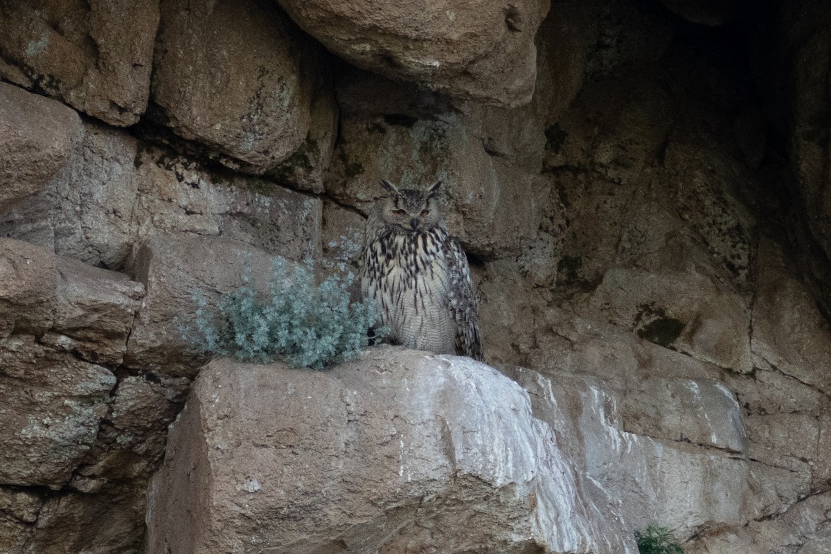 Eurasian Eagle-Owl - ML620918442