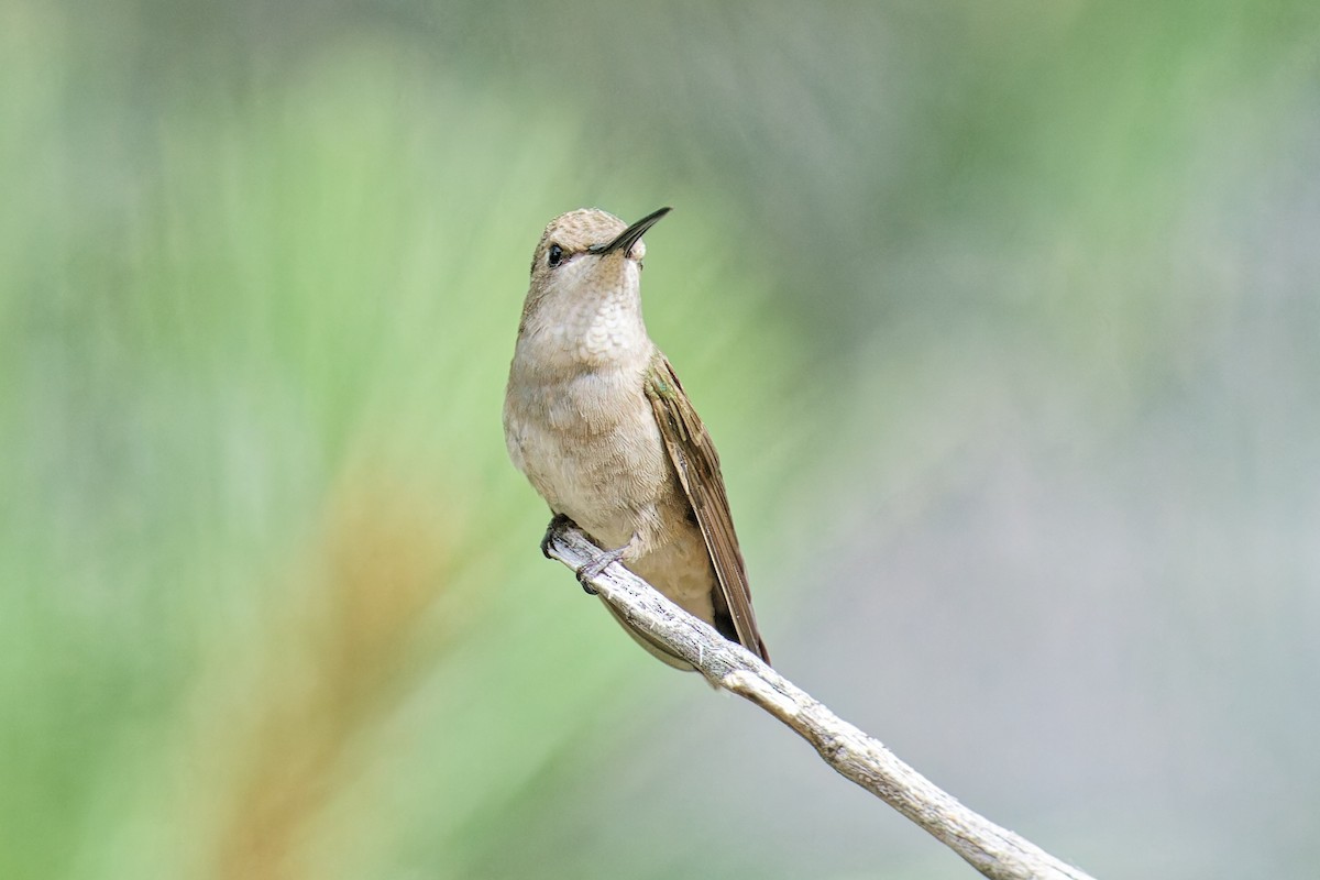 Black-chinned Hummingbird - Bob Walker