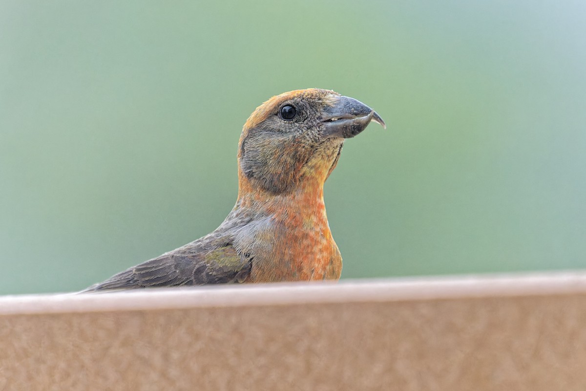 Red Crossbill - ML620918458