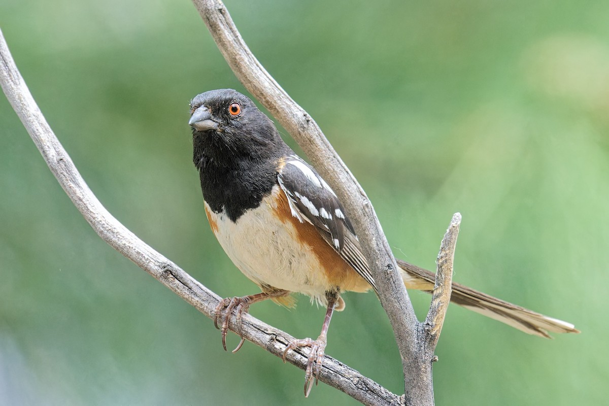 Spotted Towhee - ML620918460