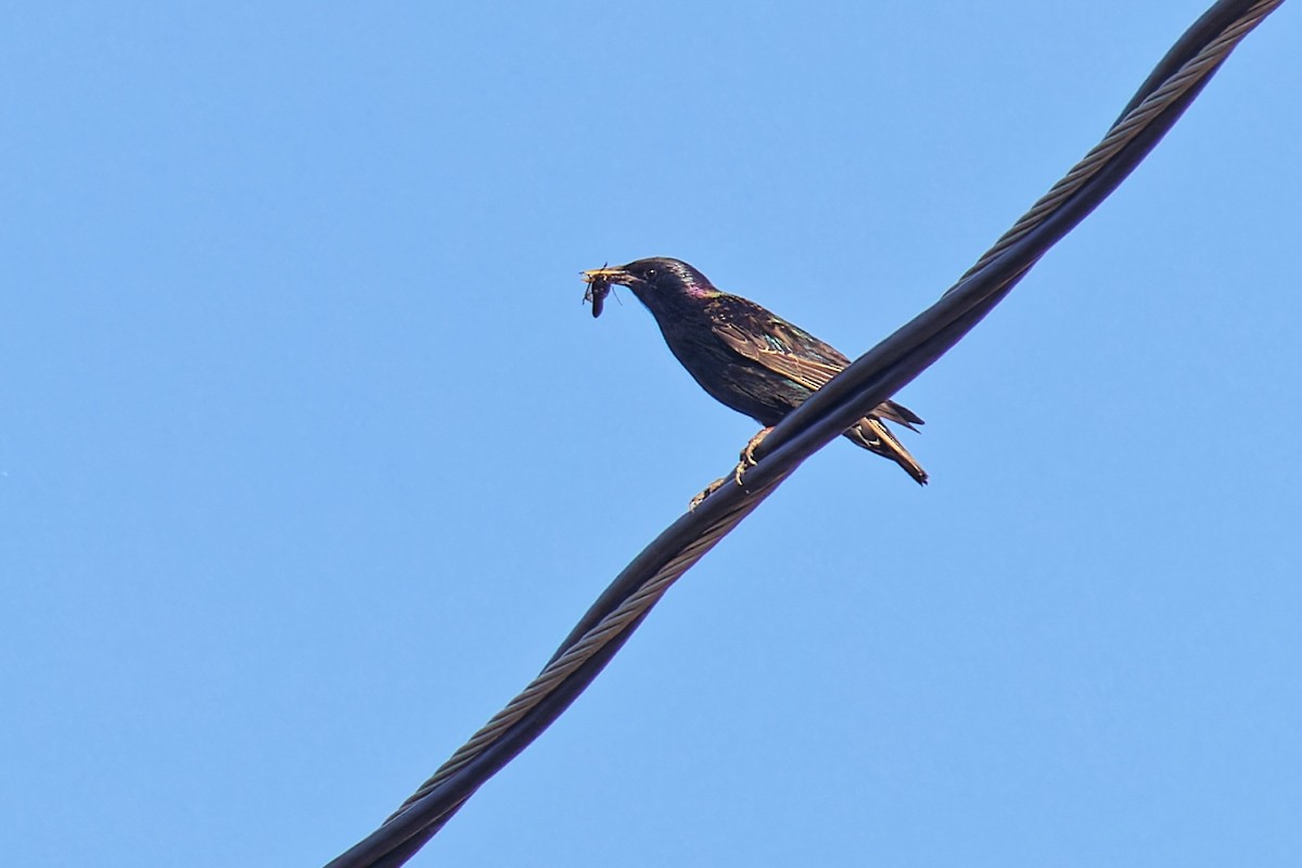 European Starling - Bob Walker