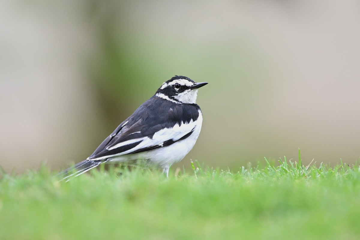 African Pied Wagtail - ML620918509