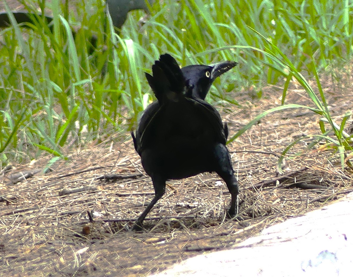 Great-tailed Grackle - ML620918512