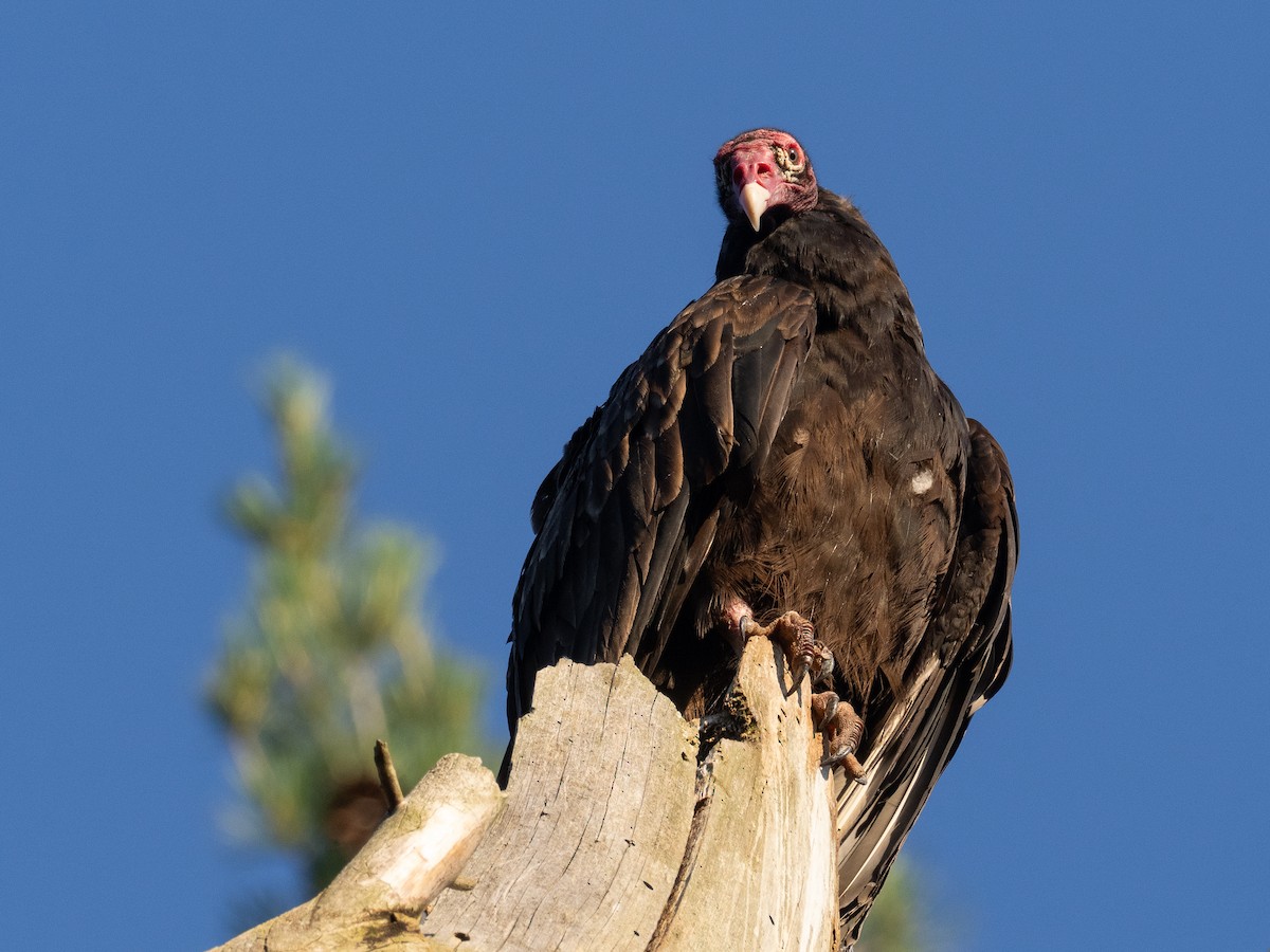 Turkey Vulture - ML620918548