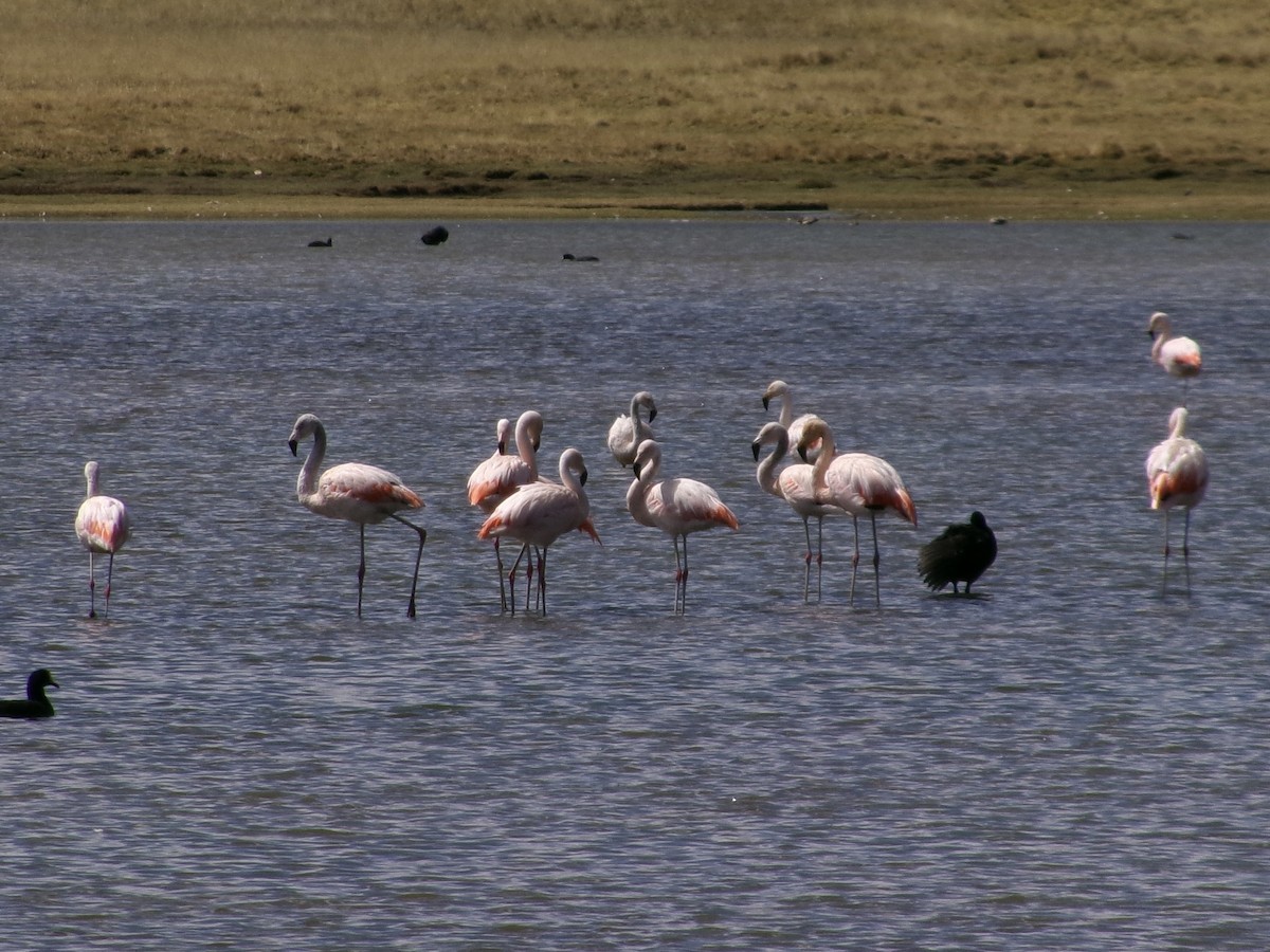 Chilean Flamingo - ML620918566