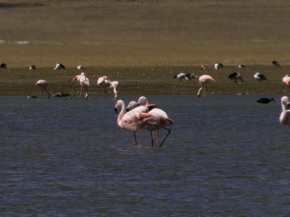Chilean Flamingo - ML620918568