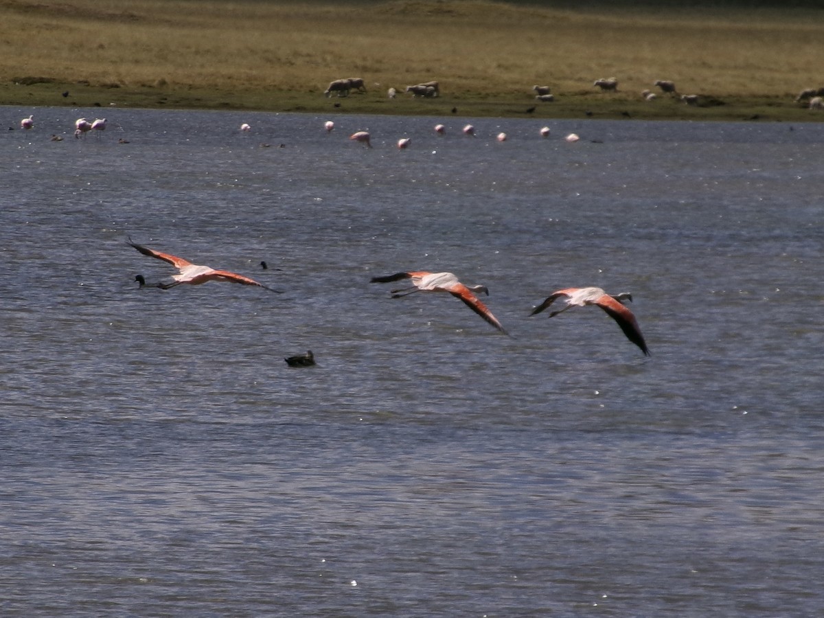 Chilean Flamingo - ML620918569