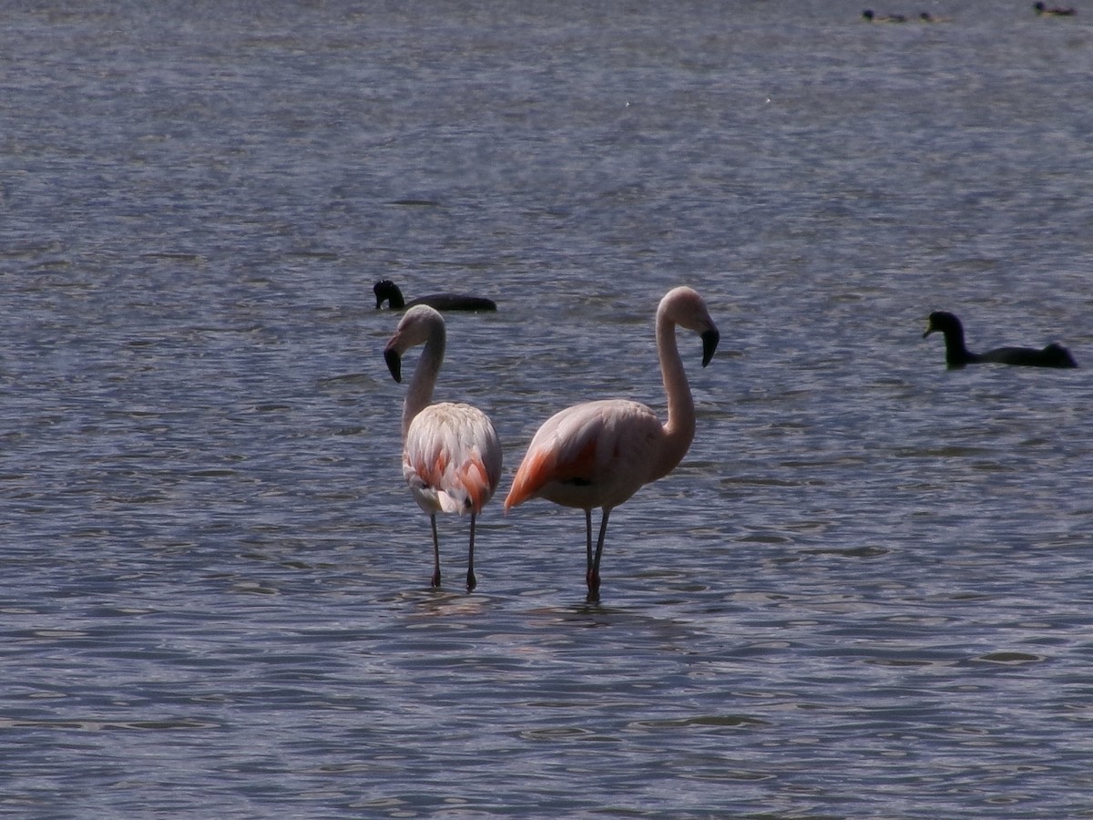 Chilean Flamingo - ML620918571