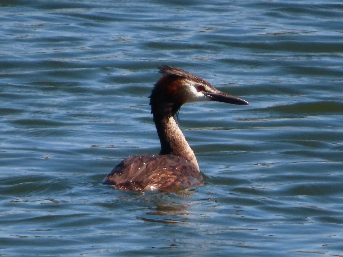 Great Crested Grebe - ML620918601