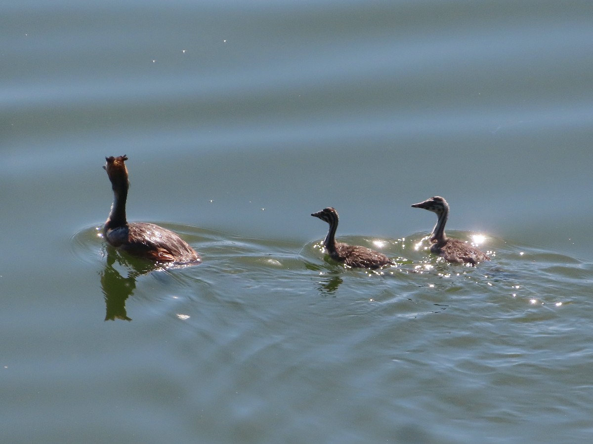 Great Crested Grebe - ML620918605