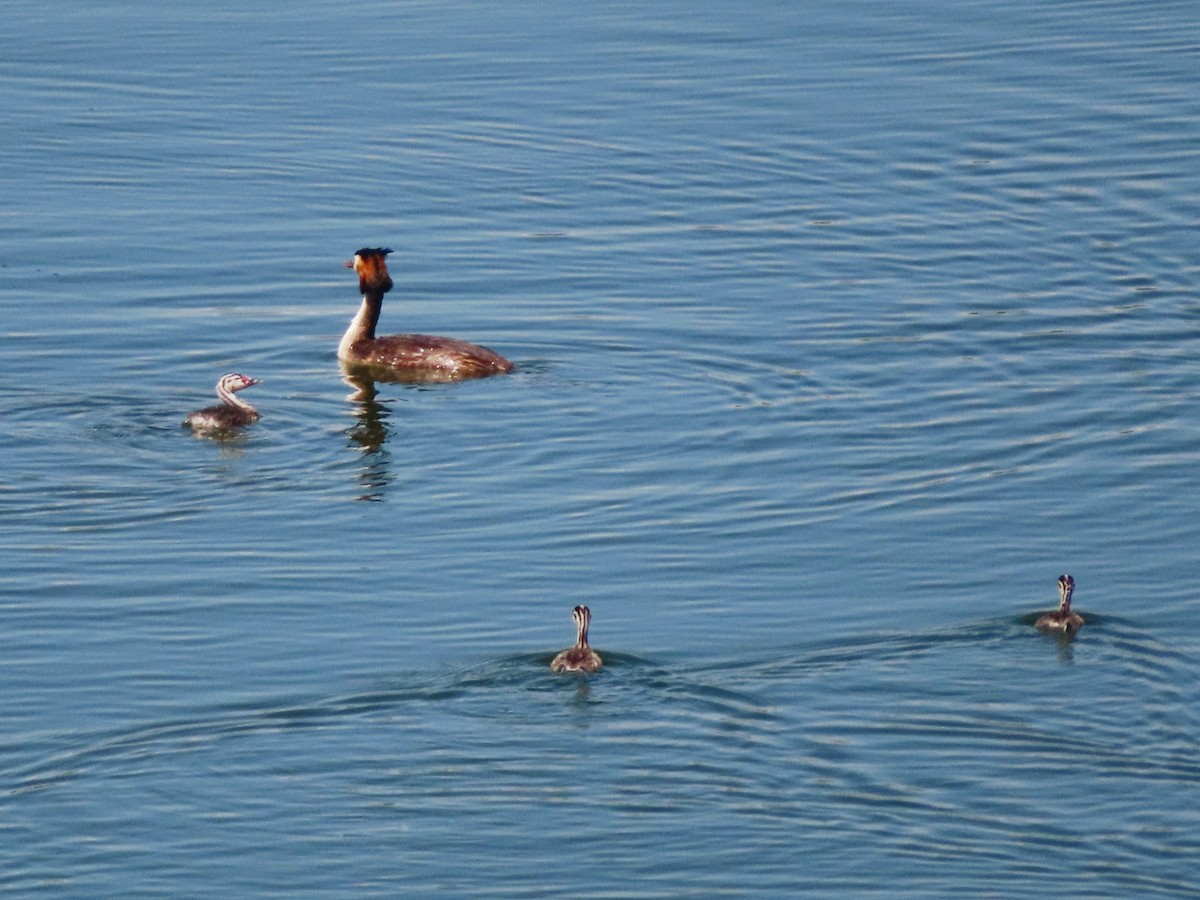 Great Crested Grebe - ML620918606