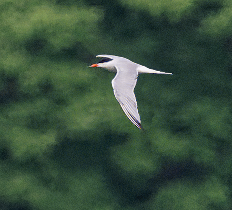 Common Tern - ML620918635