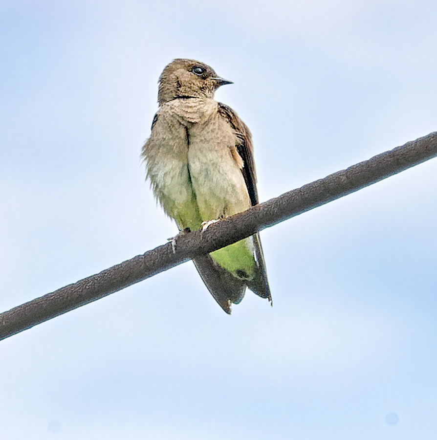Northern Rough-winged Swallow - ML620918650
