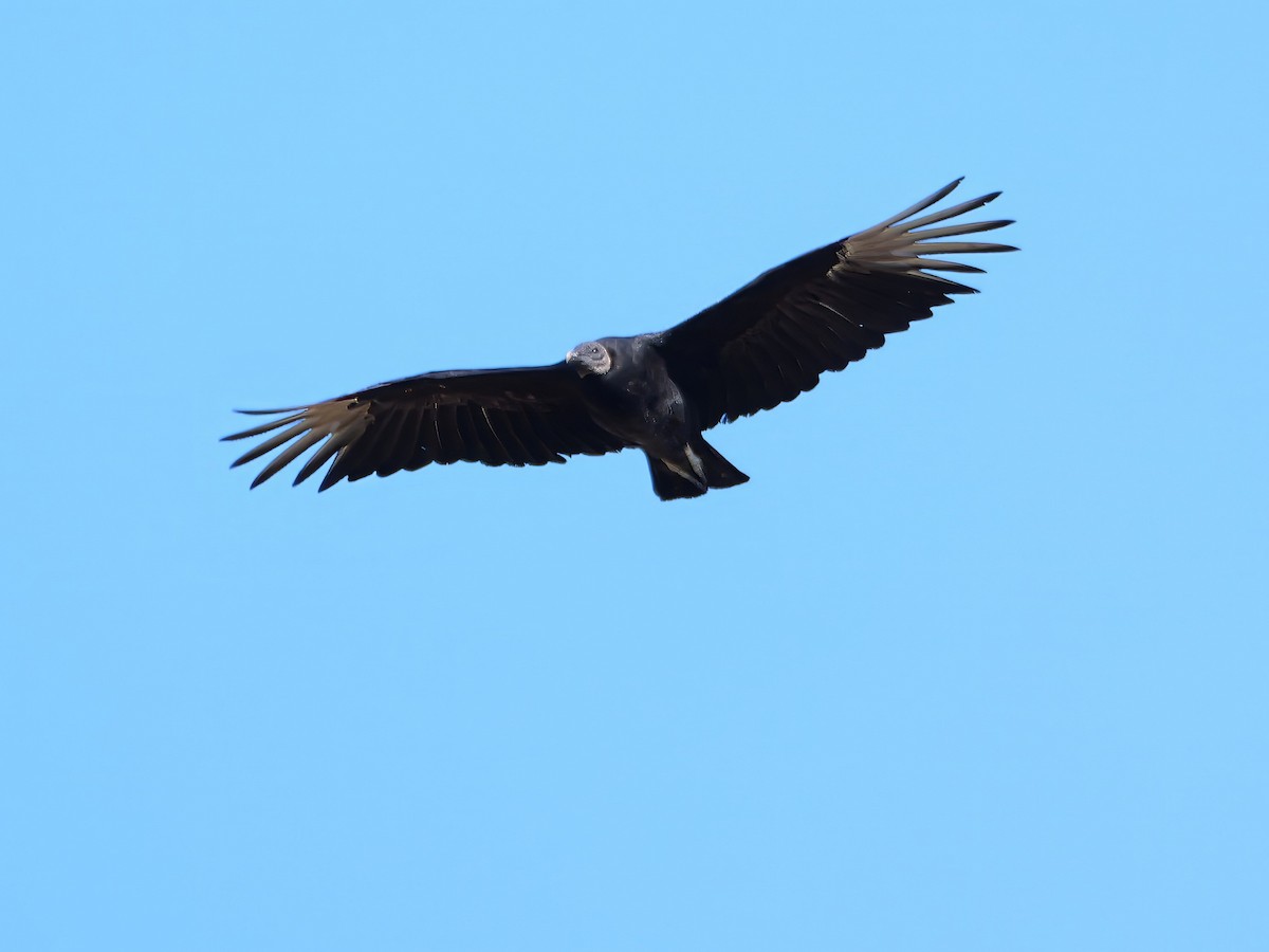 Black Vulture - ML620918654