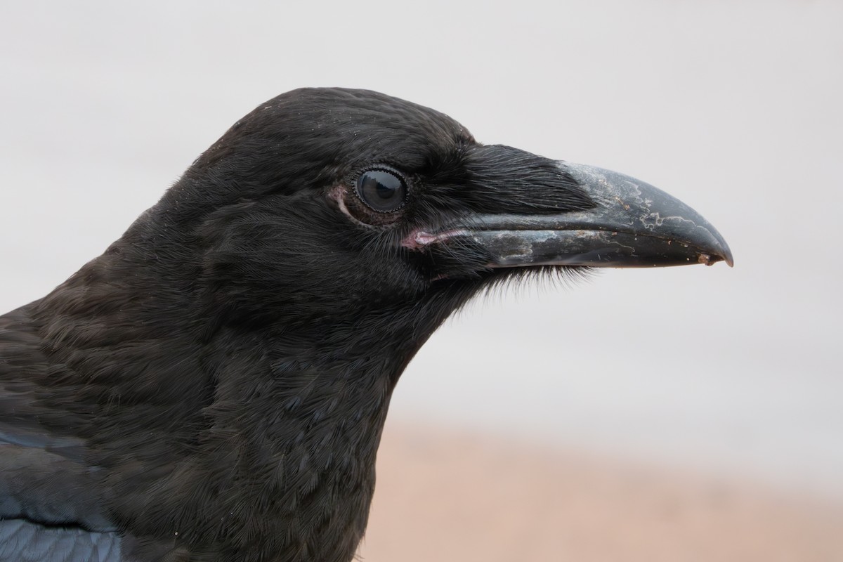 Common Raven - Bob Dunlap