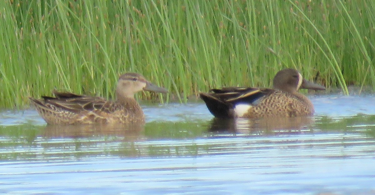 Blue-winged Teal - ML620918667