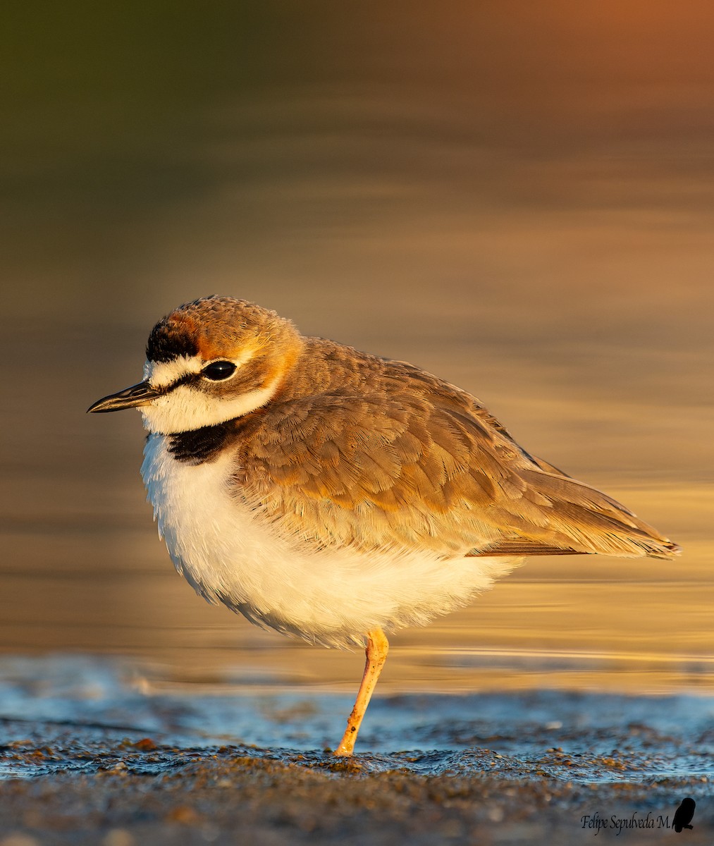 Collared Plover - ML620918719