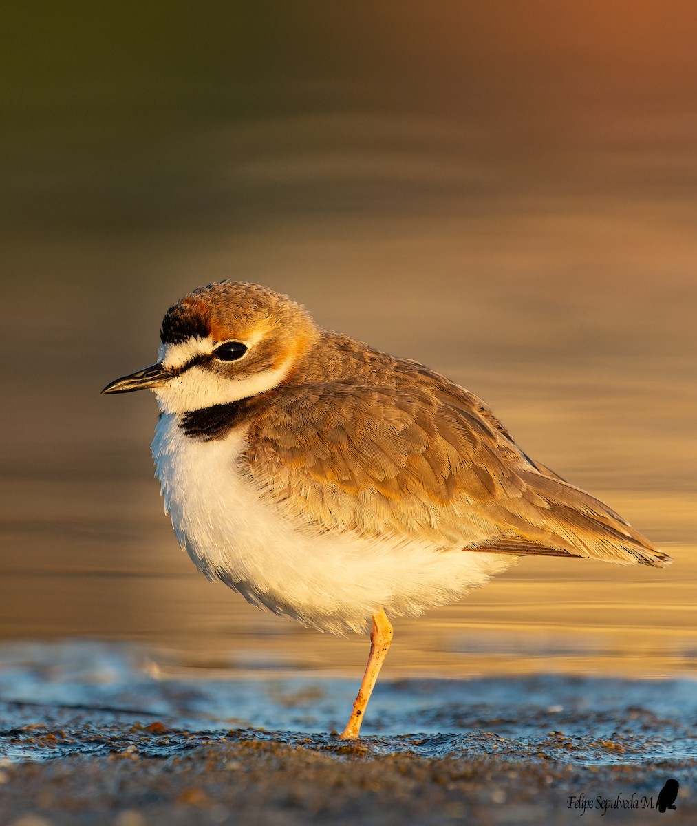 Collared Plover - ML620918720