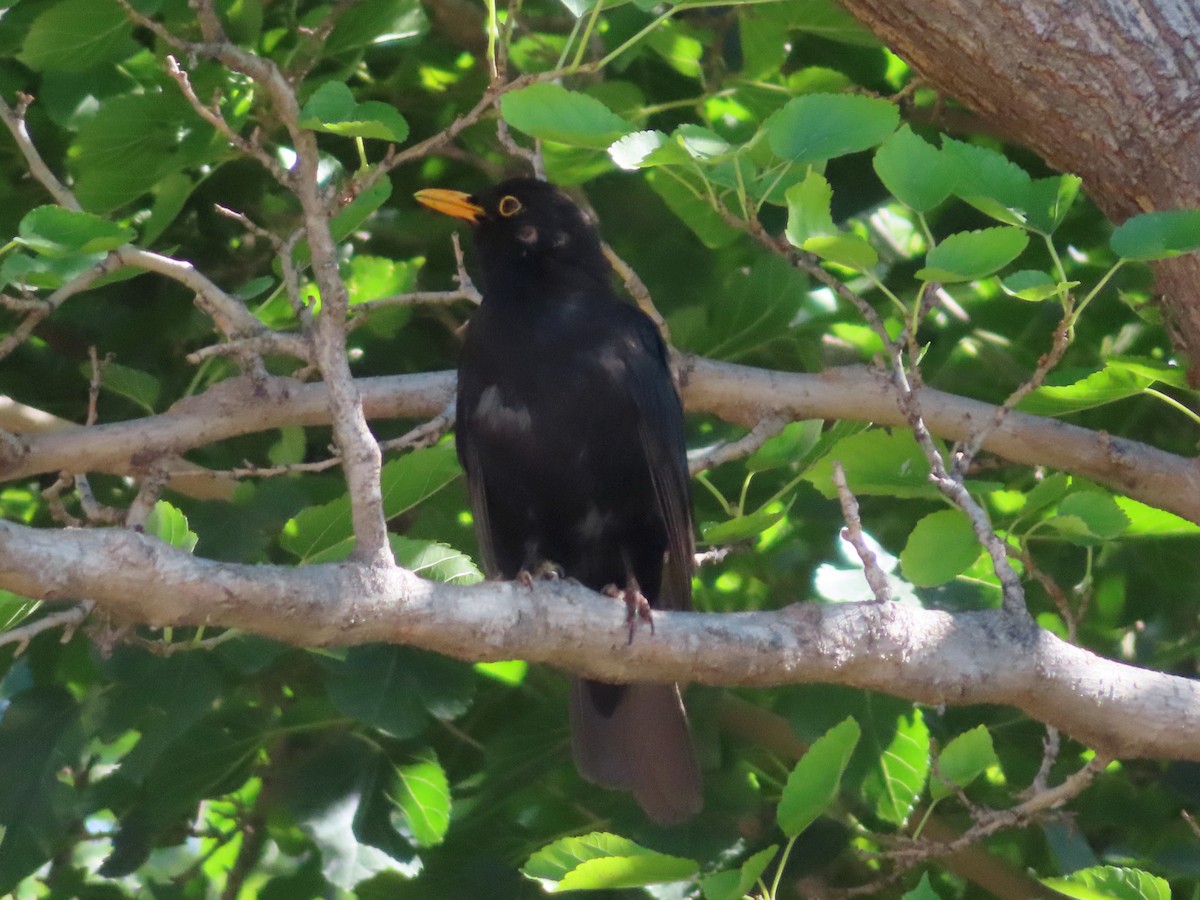 Eurasian Blackbird - Kseniia Marianna Prondzynska