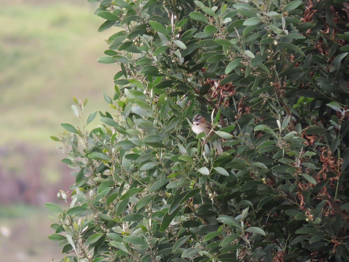 Rufous-collared Sparrow - ML620918724