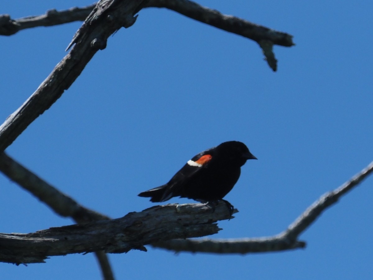 Red-winged Blackbird - Bill Bunn