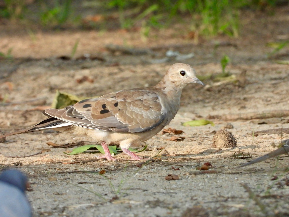 Mourning Dove - P Chappell