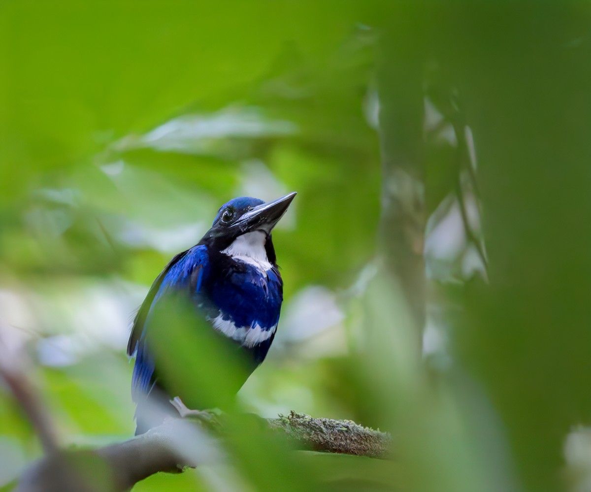 Blue-black Kingfisher - Per Smith