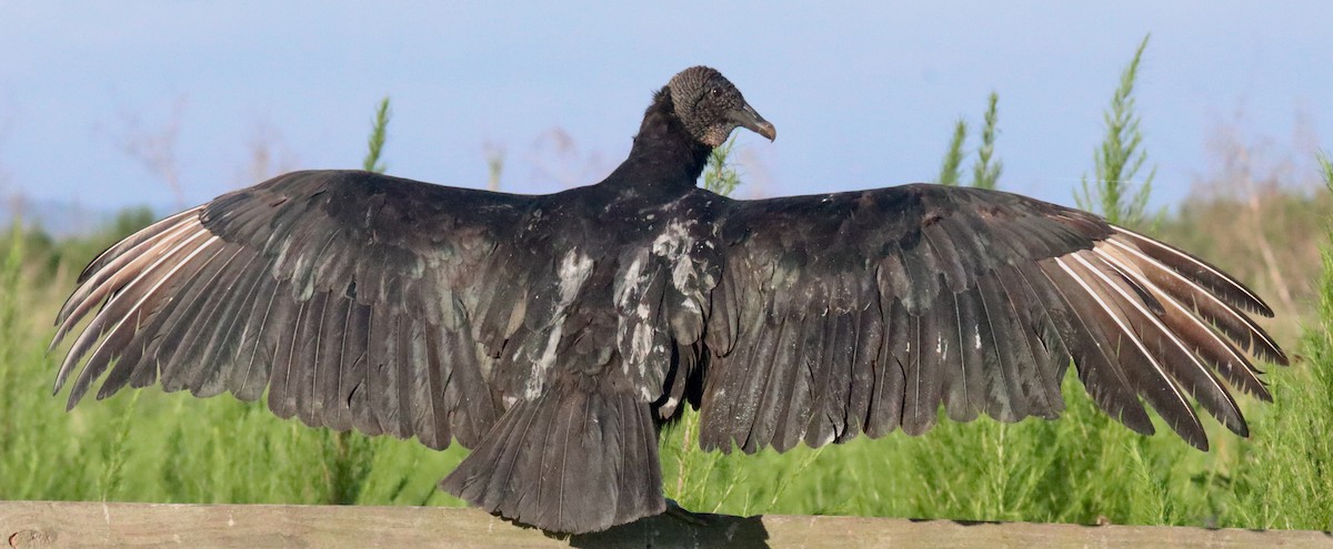 Black Vulture - ML620918890