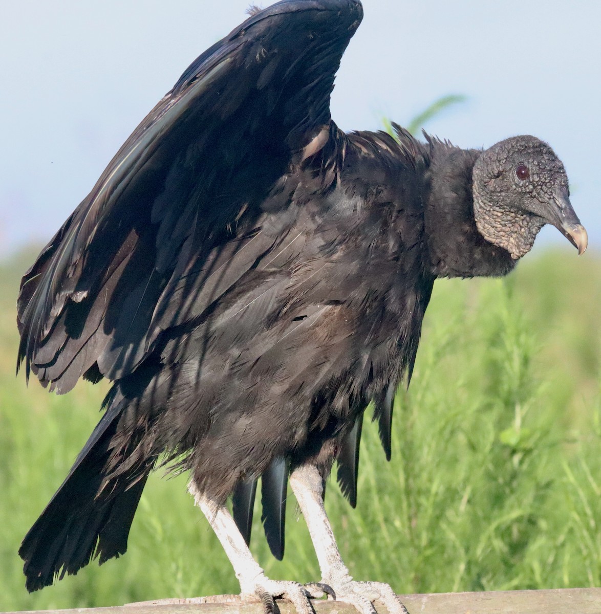 Black Vulture - ML620918891