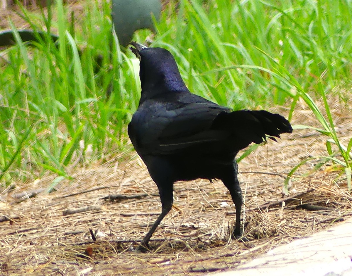 Great-tailed Grackle - ML620918947