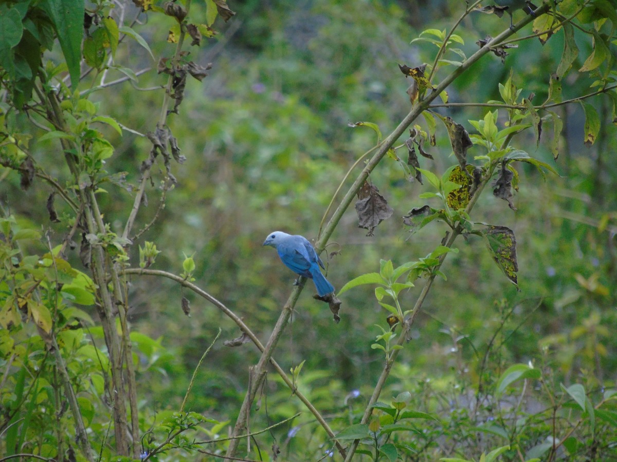 Blue-gray Tanager - ML620918954