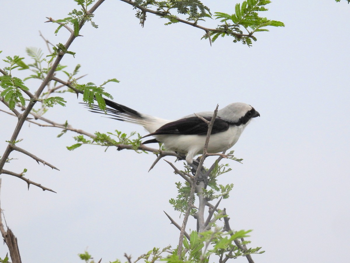 Gray-backed Fiscal - ML620918955