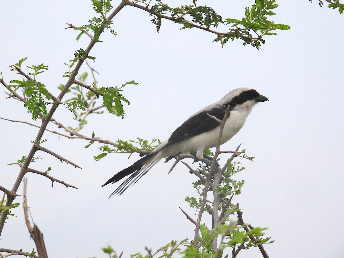 Gray-backed Fiscal - ML620918956