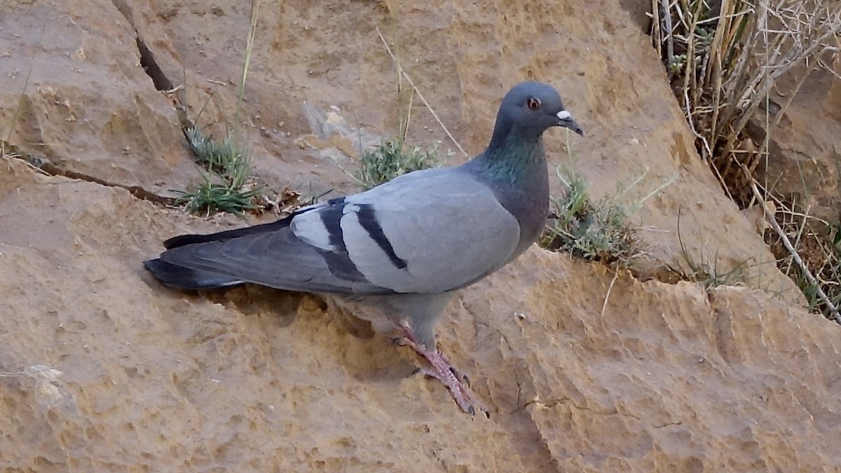 Rock Pigeon (Wild type) - ML620918967