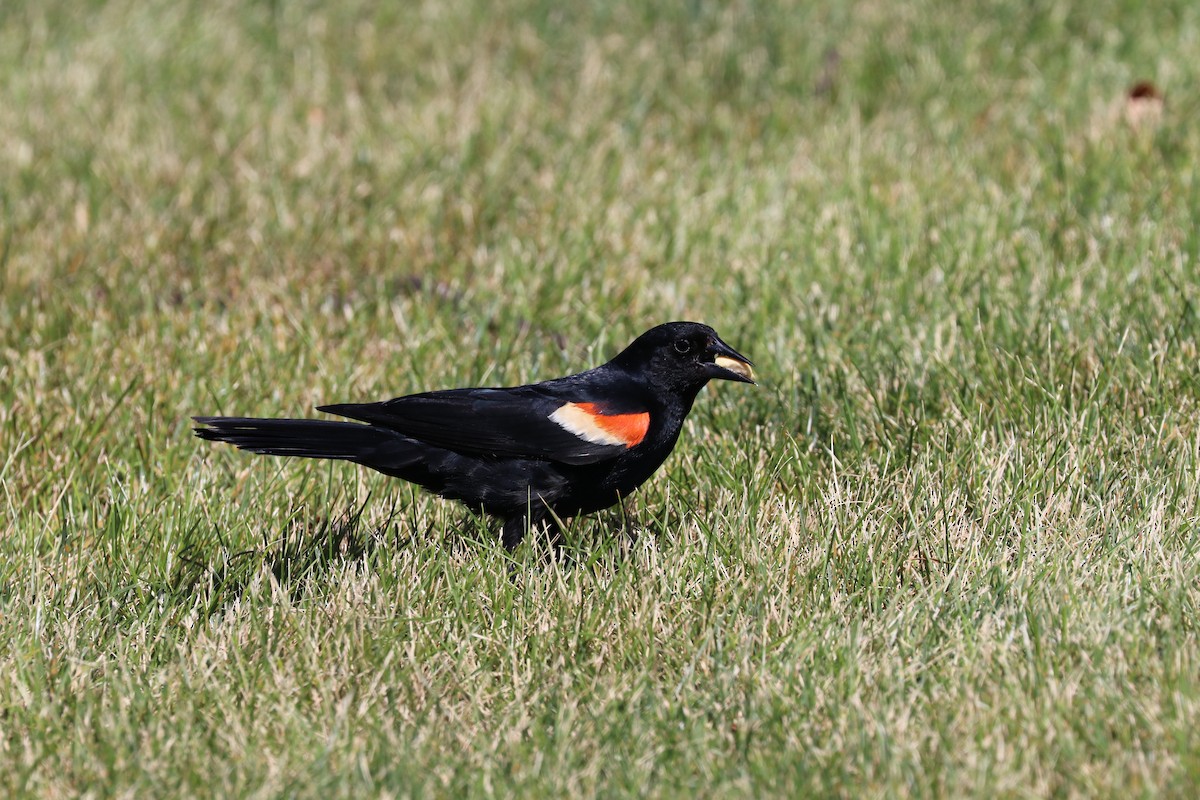 Red-winged Blackbird - ML620918976